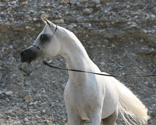 Laheeb Al Nasser ( Al Adeed Al Shaqab x Bint Saida Al Nasser )